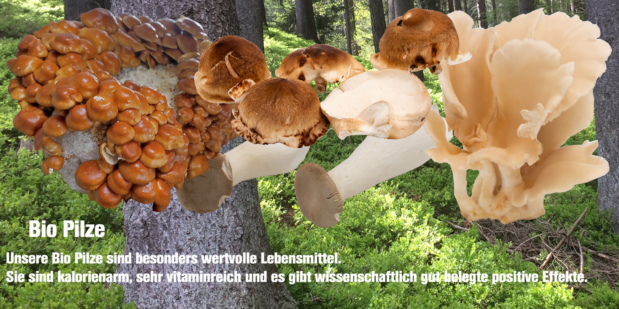 Bio Pilze