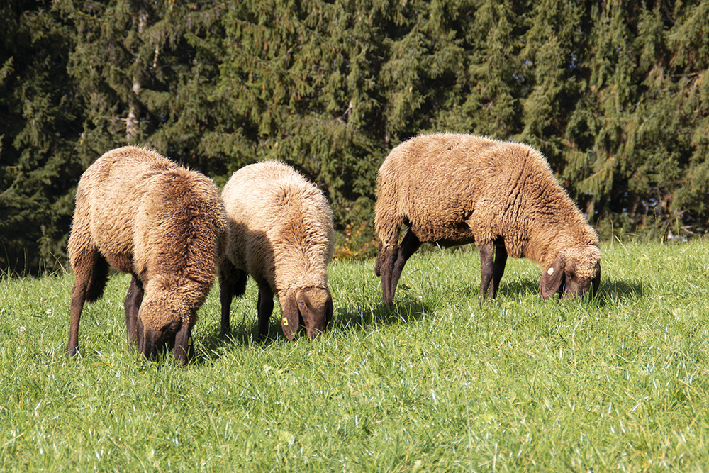 Braunes Bergschaf