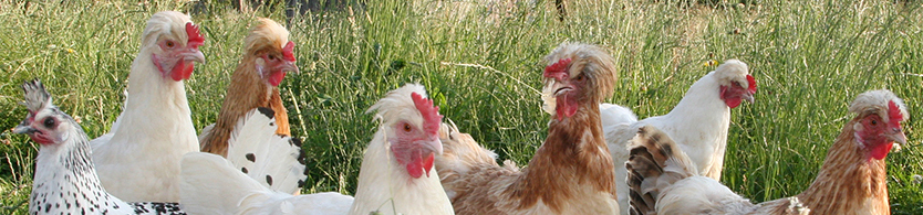 Gefl�gel bei Sch�tze aus �sterreich