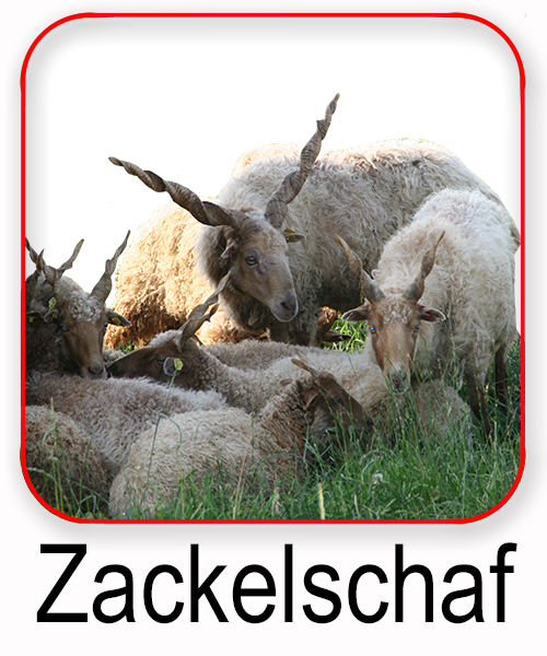 Zackelschaf