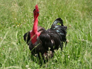 Steirisches Nackthalshuhn